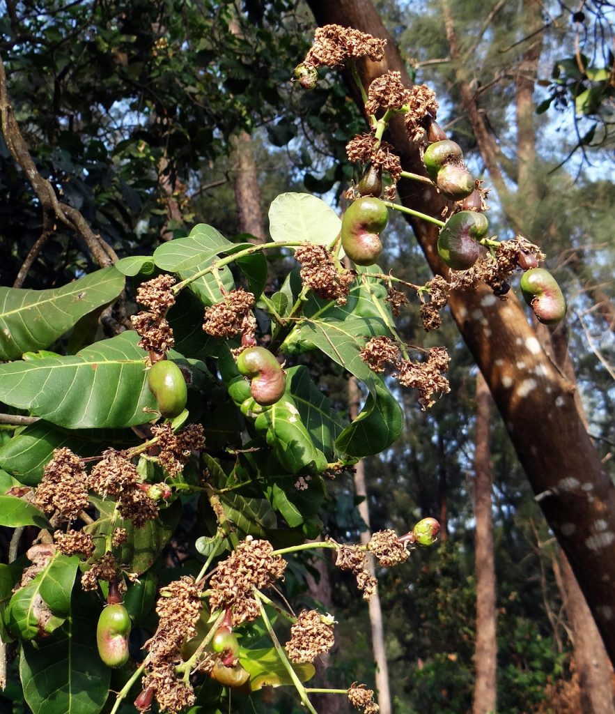 cashew, baby fruit, nut, tree, cashew nut, nature, india