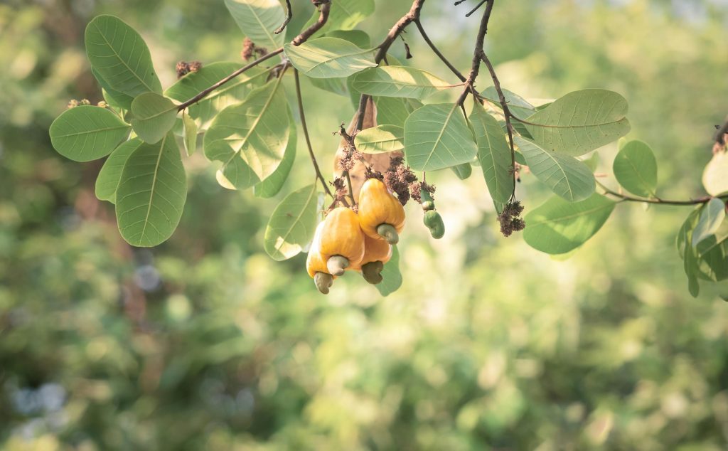 Close-up of ripe cashew fruits with green leaves on a tree branch.